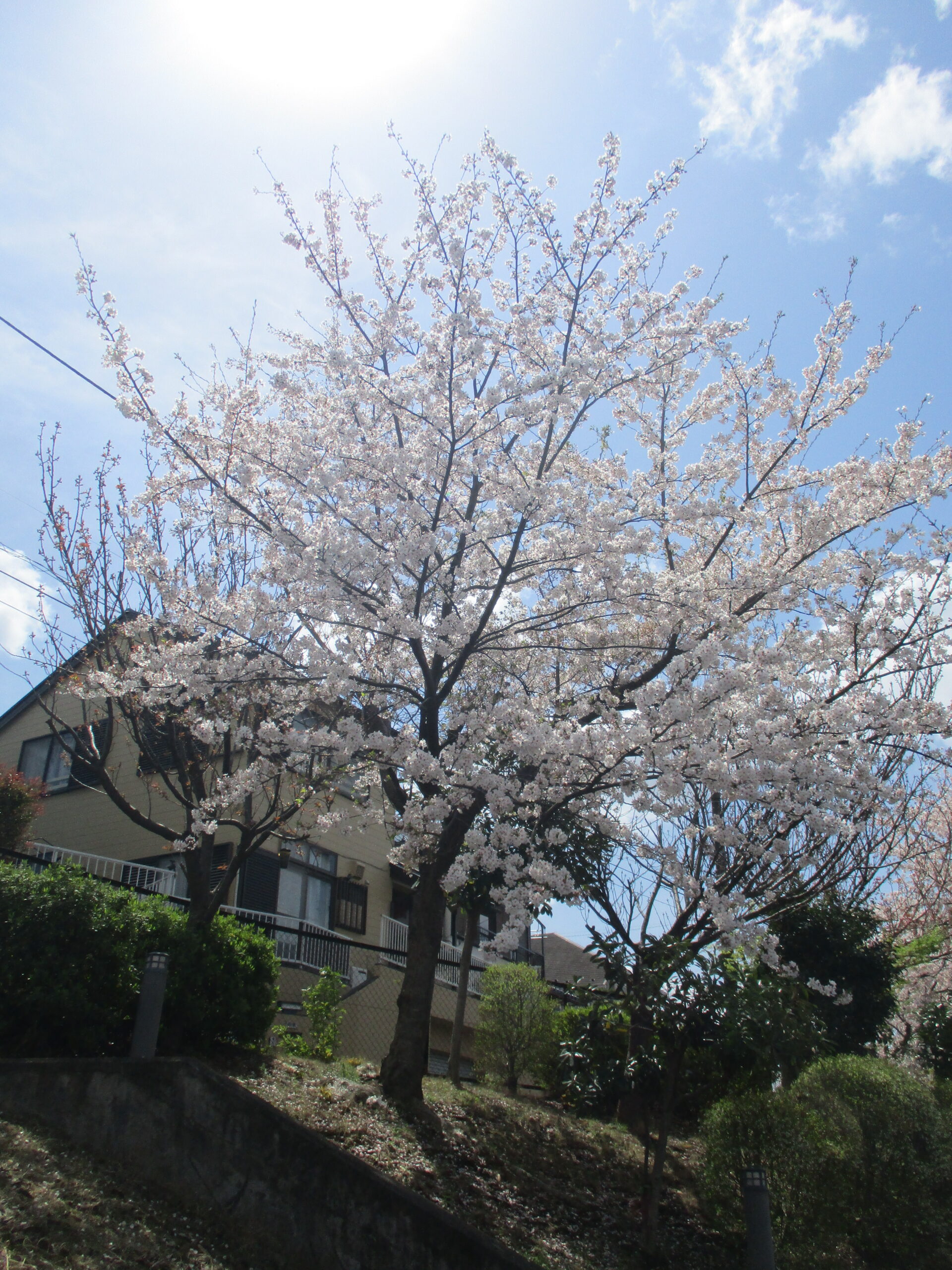 桜の木の下で